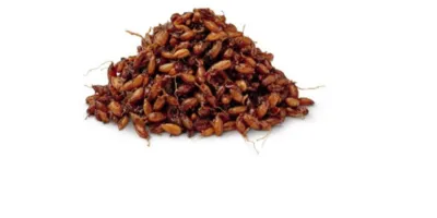 Sproutgrain Rye